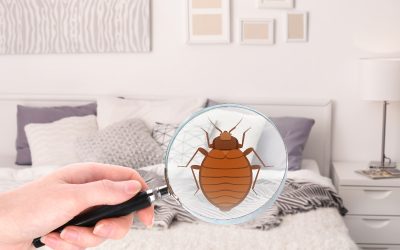 The Truth About Bed Bug Treatment in Australia: What Works, What Doesn’t, and How to Avoid Costly Mistakes