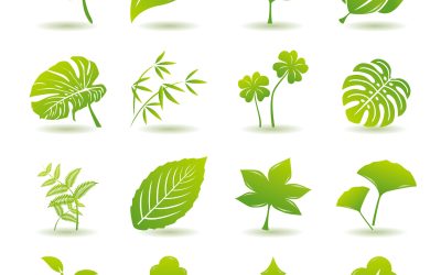 Why Whole Plant Market Dry Creek SA Is a Favourite for Healthy Aussie Choices